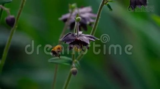 大黄蜂在水花上视频