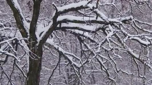 带雪树的冬季森林视频