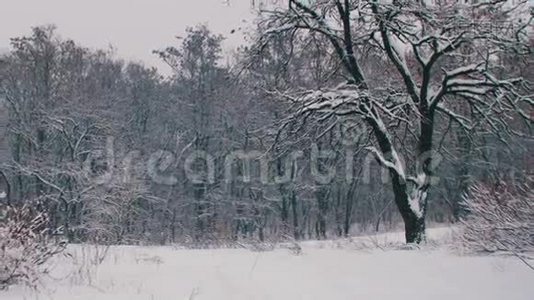 带雪树的冬季森林视频