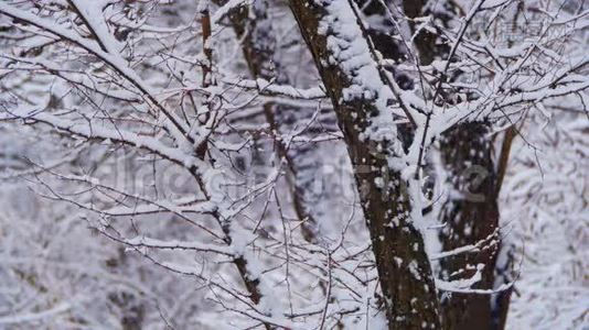 带雪树的冬季森林视频