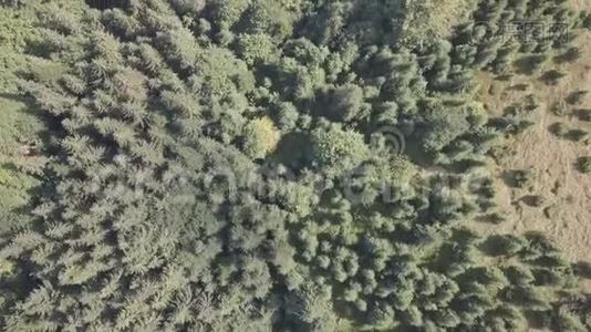 乌克兰Dzembronya村附近的夏季喀尔巴阡山脉的高空俯视图视频