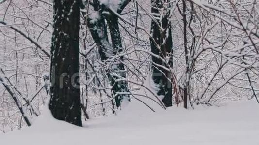 带雪树的冬季森林视频