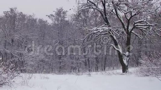 带雪树的冬季森林视频