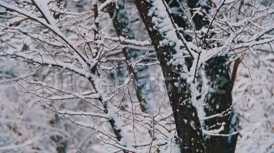 带雪树的冬季森林视频