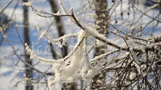 树枝上覆盖着雪。视频