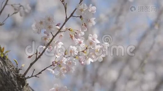 樱花，在日本东京昭和金恩公园视频