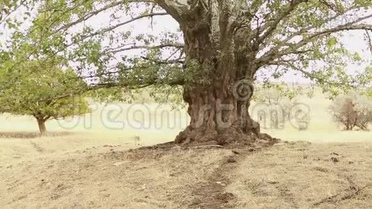 老白杨树树干、树根和树枝视频