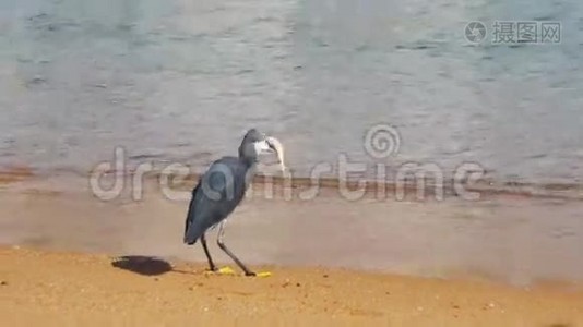 埃及红海海滩鱼礁海隆猎人视频