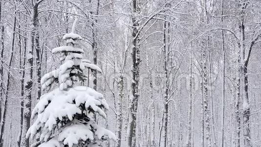 冬天在森林里下雪，下雪的圣诞节早晨下雪了视频