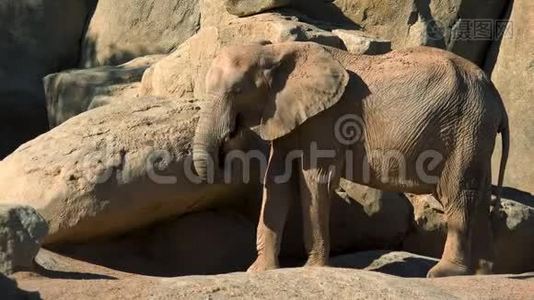 一群沙漠大象在炎热的夏日，试图社交，超高清4k，实时视频