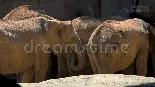 一群沙漠大象在炎热的夏日，试图社交，超高清4k，实时视频