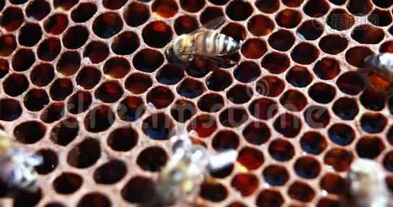 用蜜蜂覆盖的蜜蜂框架特写视频