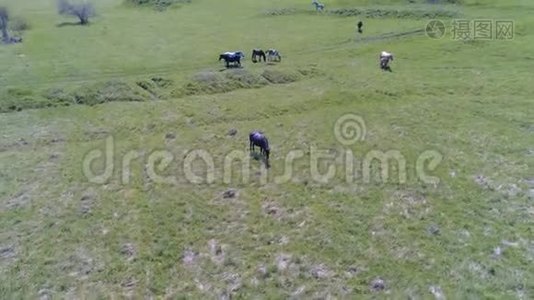 飞越山地草地上的野马群。 夏山野性.. 自由生态概念。视频