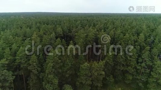 绿色野生森林的空中自然景观视频