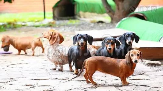 腊肠犬夏日花园日视频