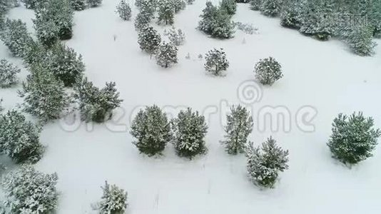 鸟瞰冬季雪林.视频