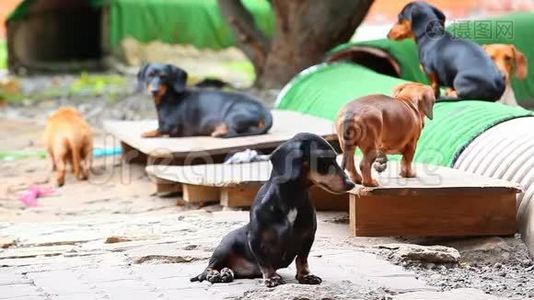 腊肠犬夏日花园日视频