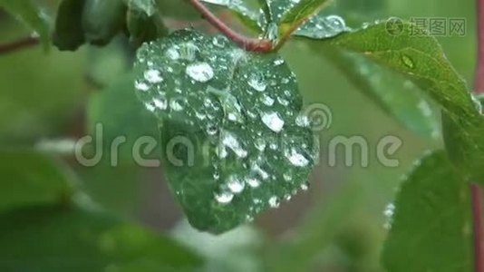 树叶上的雨滴。视频