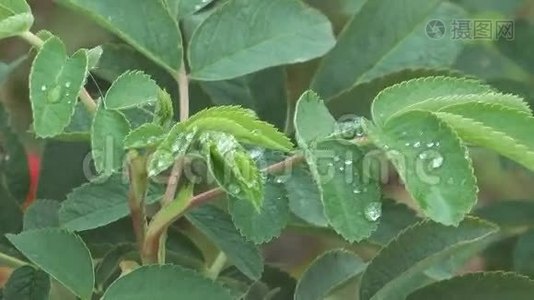 树叶上的雨滴。视频