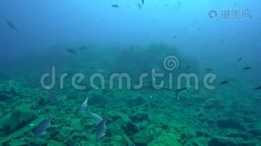 利维莱盖多群岛圣贝代迪托岛的银鳍鲨、白鲸和水下摄影师视频