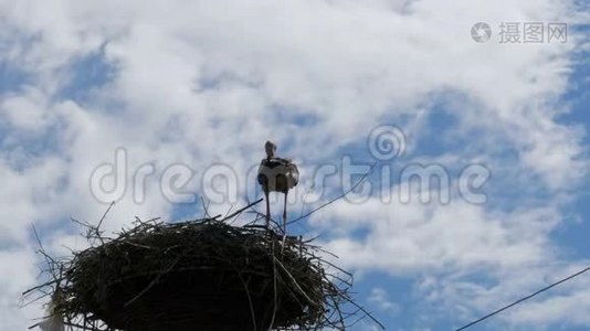 站在天空背景下的支柱高压电力线上的巢中视频