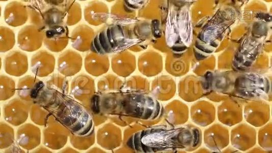 在蜂巢里工作的蜜蜂视频