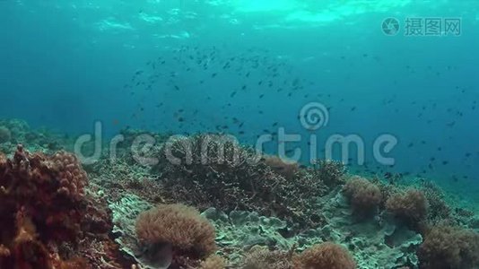 珊瑚礁与健康的Staghorn珊瑚。 4k视频