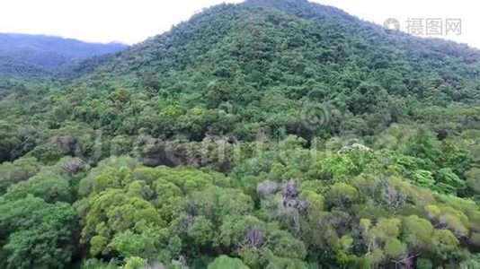 空中拍摄的高大的绿树视频