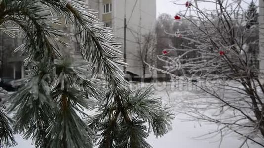 俄罗斯莫斯科冰雪覆盖的树木视频