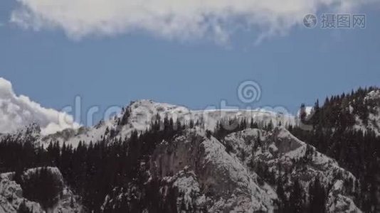 美丽的冬景，白雪覆盖的树木视频