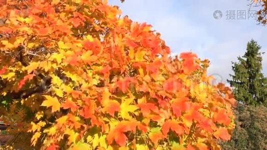 秋天或秋天的彩枫叶视频