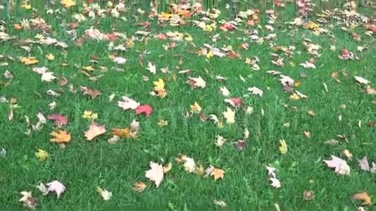 秋天或秋天的彩枫叶视频