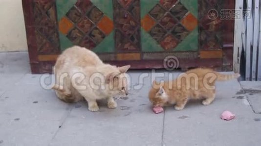 无家可归的红猫和一只小猫在街上吃食物视频