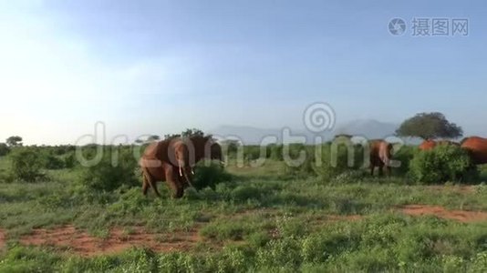 肯尼亚萨凡纳野生动物园的大象视频