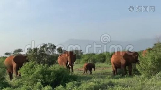 肯尼亚萨凡纳野生动物园的大象视频