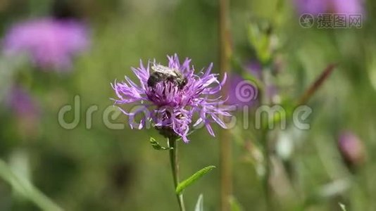 蜜蜂在花上采集花蜜.视频