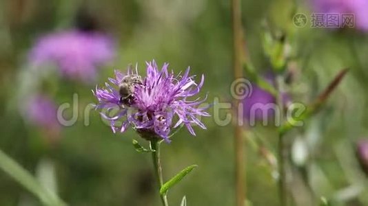 蜜蜂采集花蜜视频