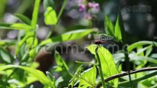蜻蜓在一个分支植物上视频