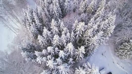 雪中森林的空中景色视频
