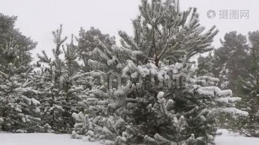 白雪皑皑的冬林圣诞节视频