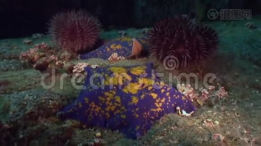 海星捕食贝壳上的沙底。视频