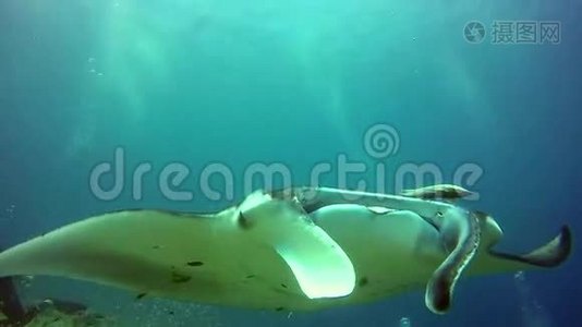 曼塔雷在马尔代夫海洋水下学校鱼的背景下放松。视频