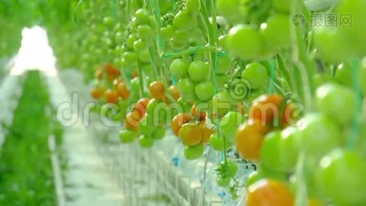 成熟的天然番茄生长视频