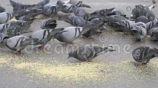 公园里一群吃柳枝草的鸽子视频