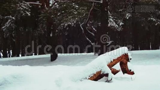 冬季松林的降雪背景和白雪覆盖的圣诞树视频