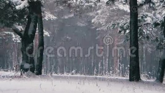 雪落在冬天的松林和雪的圣诞树视频