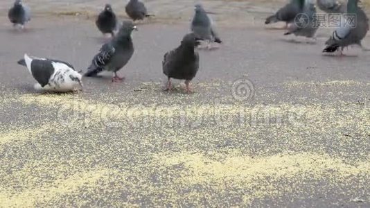 公园里一群吃柳枝草的鸽子视频