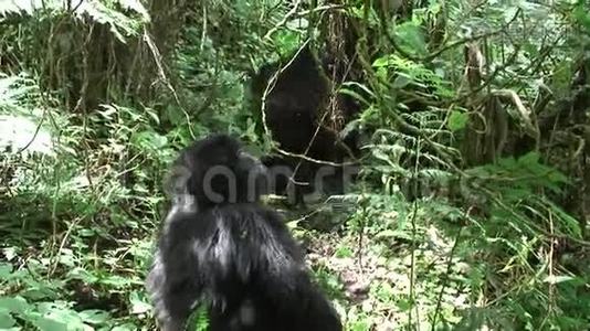 卢旺达非洲热带森林视频