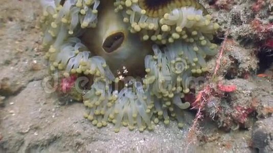 菲律宾野生动物海洋中的海葵。视频