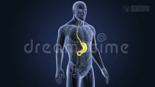 胃与解剖学视频